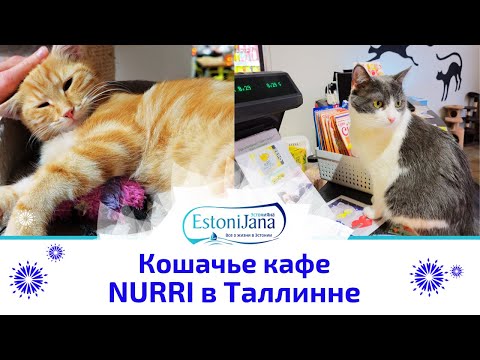 Видео: Кошачье кафе Nurri!Самое милое кафе с котиками!Кошачий рай в Таллинне.Душевный уголок Таллинна.Влог