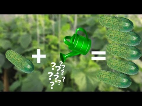 Видео: Как Увеличить Урожай Огурцов. Чем Подкормить Огурцы.