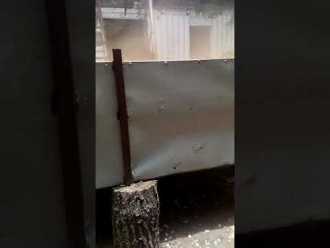 Видео: сушка гарбузового насіння газом, врожай 2021р.