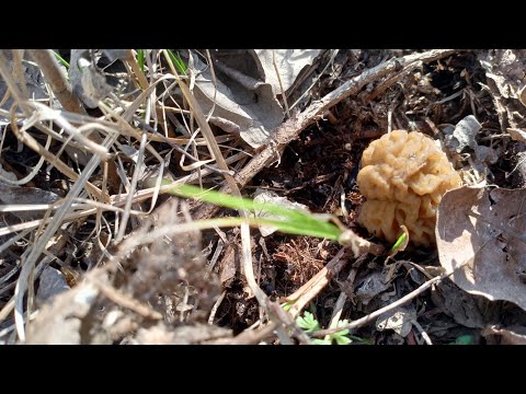 Видео: Как долго растут сморчки? Приехал на места через 2 дня,чтобы посмотреть насколько они выросли!