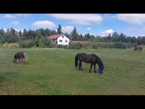 Видео: Родной колхоз🇨🇭. Гуляю в выходной