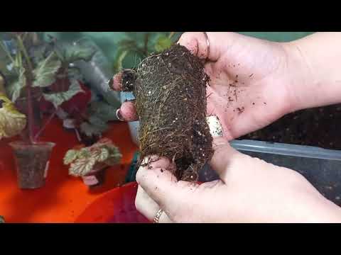 Видео: Пересадки бегоний новиночек😍