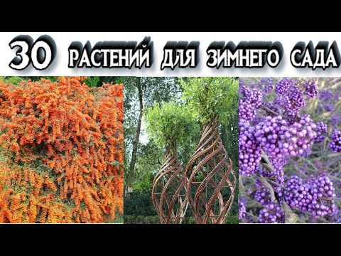 Видео: РАСТЕНИЯ ДЕКОРАТИВНЫЕ ЗИМОЙ - Растения Для Зимнего Сада - Вечнозеленые Растения