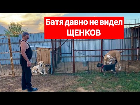 Видео: Батя приехал посмотреть моих собак