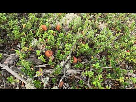 Видео: Нашествие подосиновиков =) #forest #mushrooms #грибы #подосиновики #лес #янао