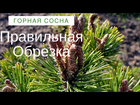 Видео: Обрезка Горной сосны. Делаем Правильно!