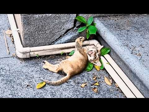 Видео: Парализованный и слепой котёнок мяукает, пытаясь с помощью слуха привлечь внимание.