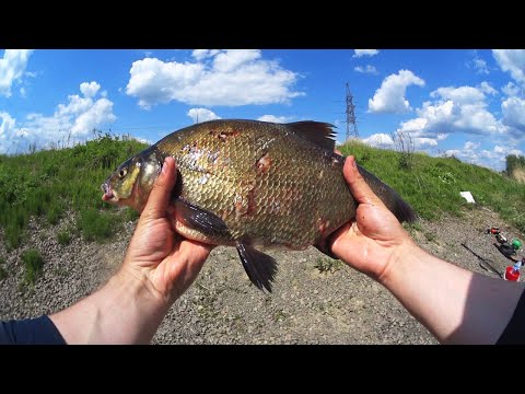 Видео: Рыбалка на леща и густеру в Курской области. Прикормка Технология Успеха "Лещ".
