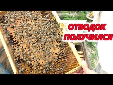 Видео: Усиление ОТВОДКА расплодной рамкой.#пасека #пчелыначинающим