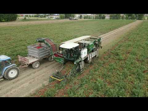 Видео: КАК СОБИРАЮТ 360 тонн ПОМИДОР В ДЕНЬ!ИТАЛИЯ!#автошкола_дальнобоя