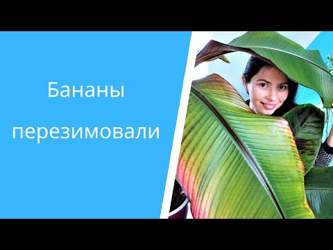 Видео: Декоративные бананы в домашних условиях 🍌Энсета, Муза, Гном Кавендиш🌴