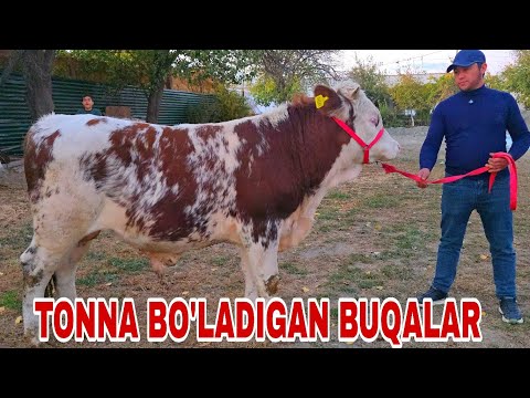 Видео: Xalq arzonchisi Shamshodjondan bog'oz g'unojinlar va tonna buqalar 4ноября 2025 г.