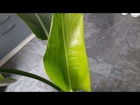Видео: стрелиция Николая. Пересадка.