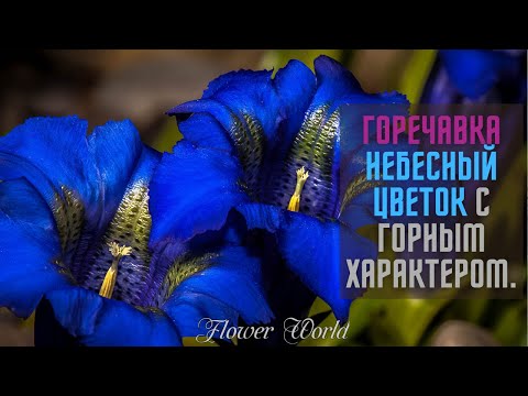 Видео: Горечавка - описание, виды, сорта и особенности.🥀🌷