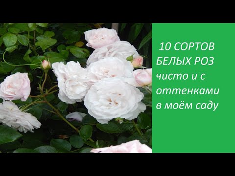 Видео: 🌹БЕЛЫЕ РОЗЫ 10 сортов🌹🌹с названиями в моём саду.