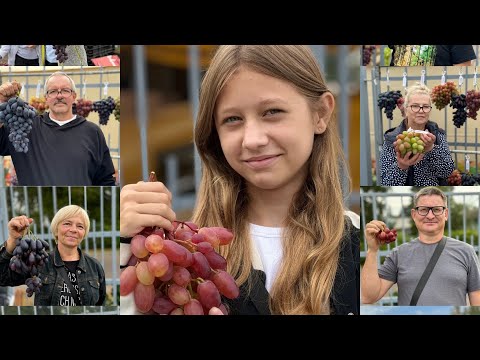 Видео: 13.09.2024. Часть 2/2 Беларусь выставка винограда.Самохваловичи.