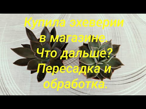 Видео: Купила эхеверии в магазине. Что дальше? Пересадка и обработка.