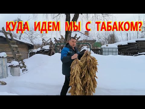 Видео: Табачный марафон. Жилкуем, режем, ферментируем. Наша жизнь в деревне.