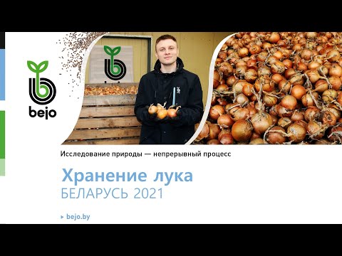 Видео: Хранение репчатых луков Хайтек F1, Хайбелл F1, Рохайд F1, Алонсо F1