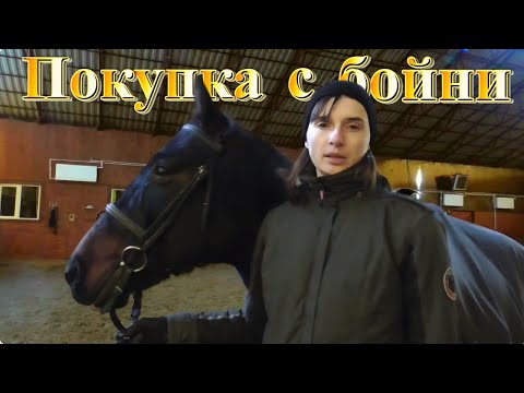 Видео: Стоит ли покупать лошадь с бойни?