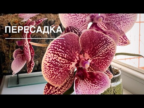 Видео: Phal. Биглип Салли Закрытая система -стекло