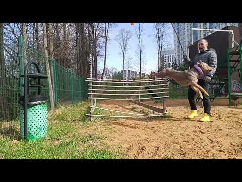 Видео: трениовка в  пит стафф многоборье