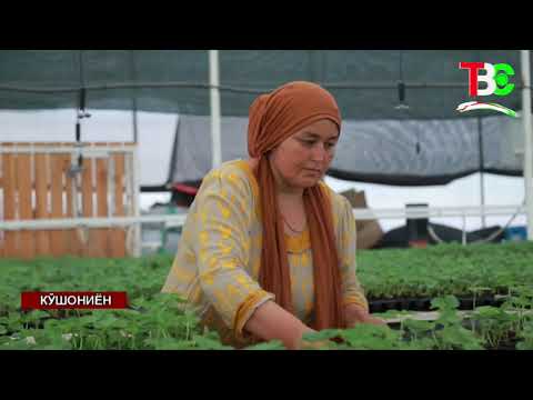 Видео: Навид ГАРМХОНА