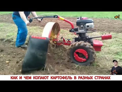 Видео: КАК КОПАЮТ КАРТОФЕЛЬ МОТОБЛОКОМ В РАЗНЫХ СТРАНАХ /HARVESTING POTATOES IN DIFFERENT COUNTRIES