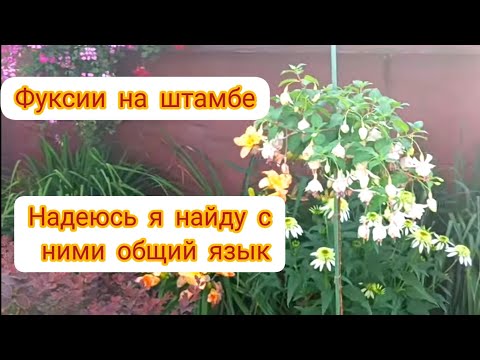 Видео: ФУКСИИ НА ШТАМБЕ. НАДЕЮСЬ, ЧТО Я НАЙДУ С НИМИ ОБЩИЙ ЯЗЫК!!!