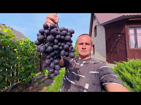 Видео: 🔴🔴 Виноград на Срезку. Заказ на Весь Куст