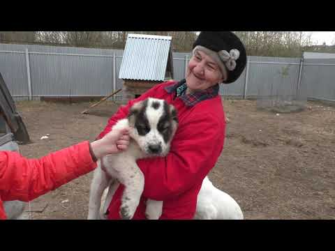 Видео: Вакцинация щенков. ЧАСТЬ 1. Основные принципы вакцинации.