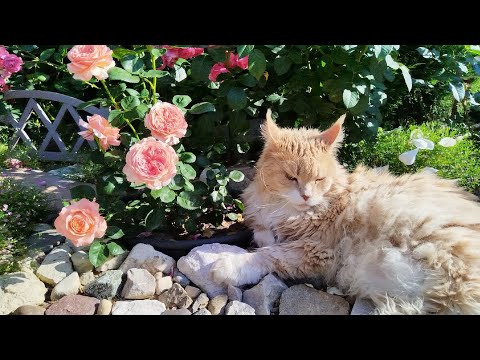 Видео: Мои любимые 🌹🌹🌹в середине лета 🐈‍⬛🌹🐈