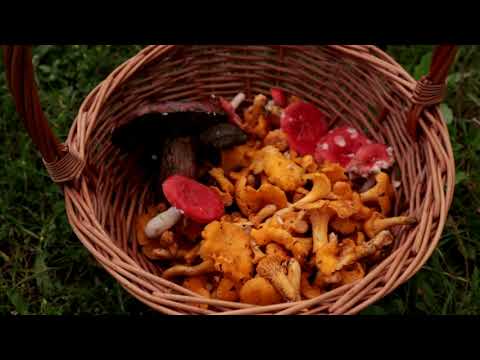 Видео: Мостовской район, красивые места, поселок Соленое, водопады Кызыл-бек.