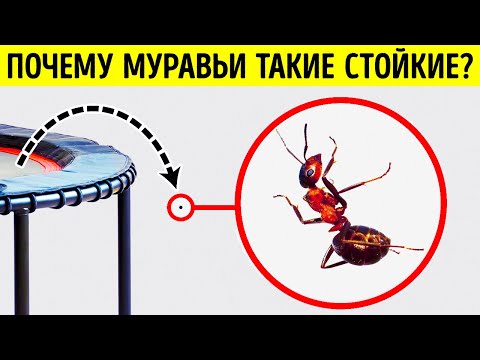 Видео: Об этих фактах не знают даже самые большие любители насекомых!