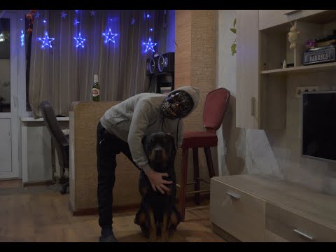 Видео: Прогулка☀️с ротвейлером🐶по полю🏞душню на заднем плане🙃