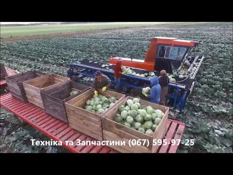 Видео: Капуста – современная технология выращивания | Cabbage Agriculture Technology Harvesting