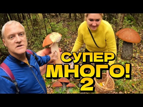 Видео: Собираем грибы! 3 ведра подосиновиков! Опята, Рыжики | Латвия