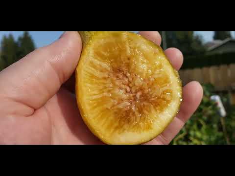 Видео: Изумительные инжиры.  Yellow long neck. Smith. I 258. Желтая длинная шея. Итальянский 258-й. Смит. 