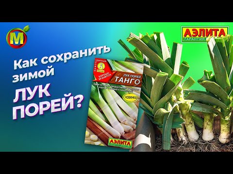 Видео: КАК СОХРАНИТЬ ЛУК ПОРЕЙ НА ЗИМУ?