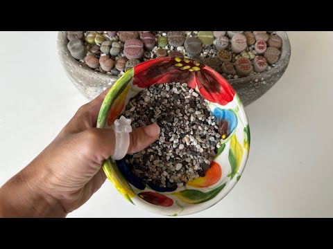 Видео: Литопсы/ Lithops. Мой субстрат для литопсов. 09.07.2023.