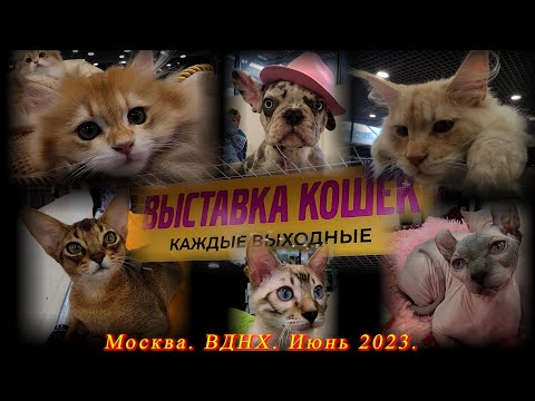 Видео: Москва. ВДНХ. Июнь 2023. Выставка котят  "КоШарики" .