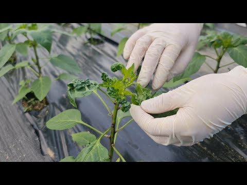 Видео: Почему лист у перца скручивается - естественное выздоровление!