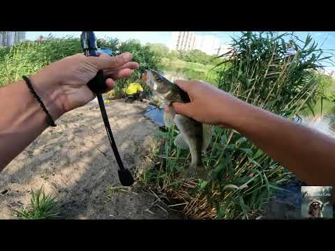 Видео: Київ. Озеро Жандарка. Судак. Окунь. Карась. Рибалка 2024