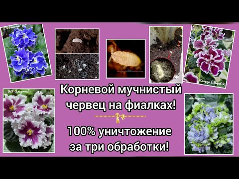 Видео: Рассказываю какие препараты помогают  избавиться на от корневого мучнистого червеца на фиалках!