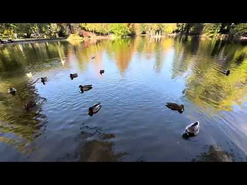 Видео: 1 ноября 2025 г.