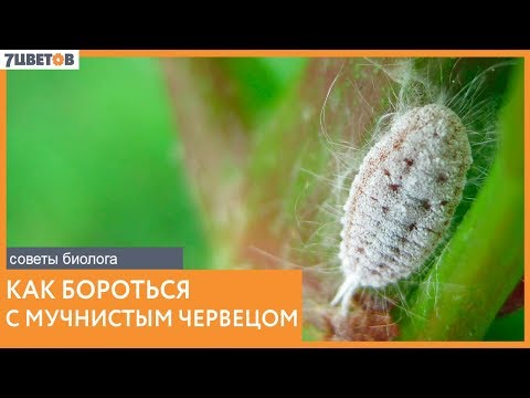 Видео: Как бороться с мучнистым червецом | Советы биолога 7ЦВЕТОВ