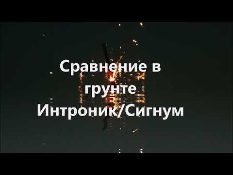 Видео: Сравнение в грунте Интроник/Сигнум