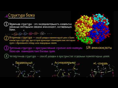 Видео: Третичная структура белка (видео 11) | Макромолекулы  | Биология