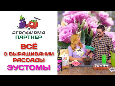 Видео: Все о выращивании рассады эустомы. Советы Марины Рыкалиной и Виталия Декабрева