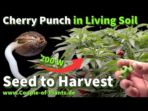 Видео: Как: крепление/распределительная система LST-Clips и борьба с грибными комарами — вегетативная фа...